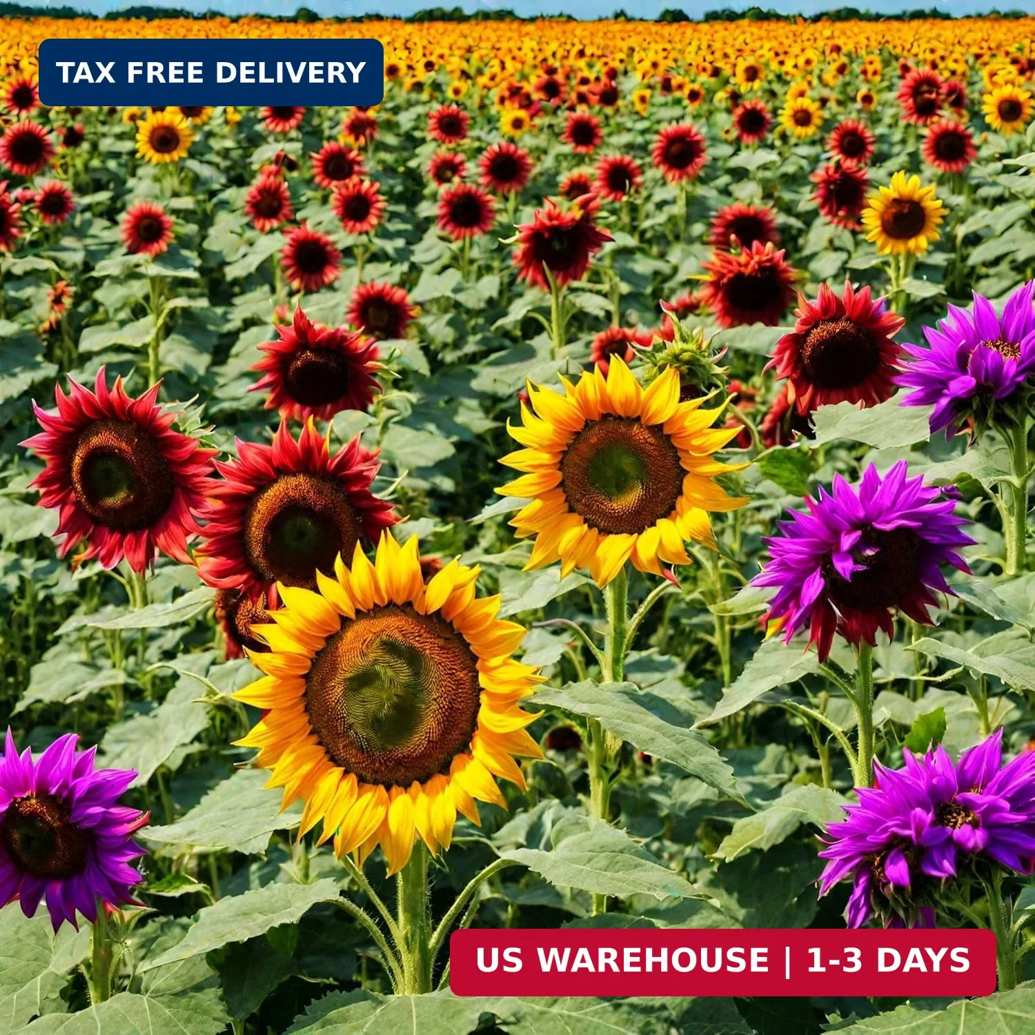 100 Pcs Multicolor Dwarf Variegated Sunflower Seeds Home Garden Decor Plant
