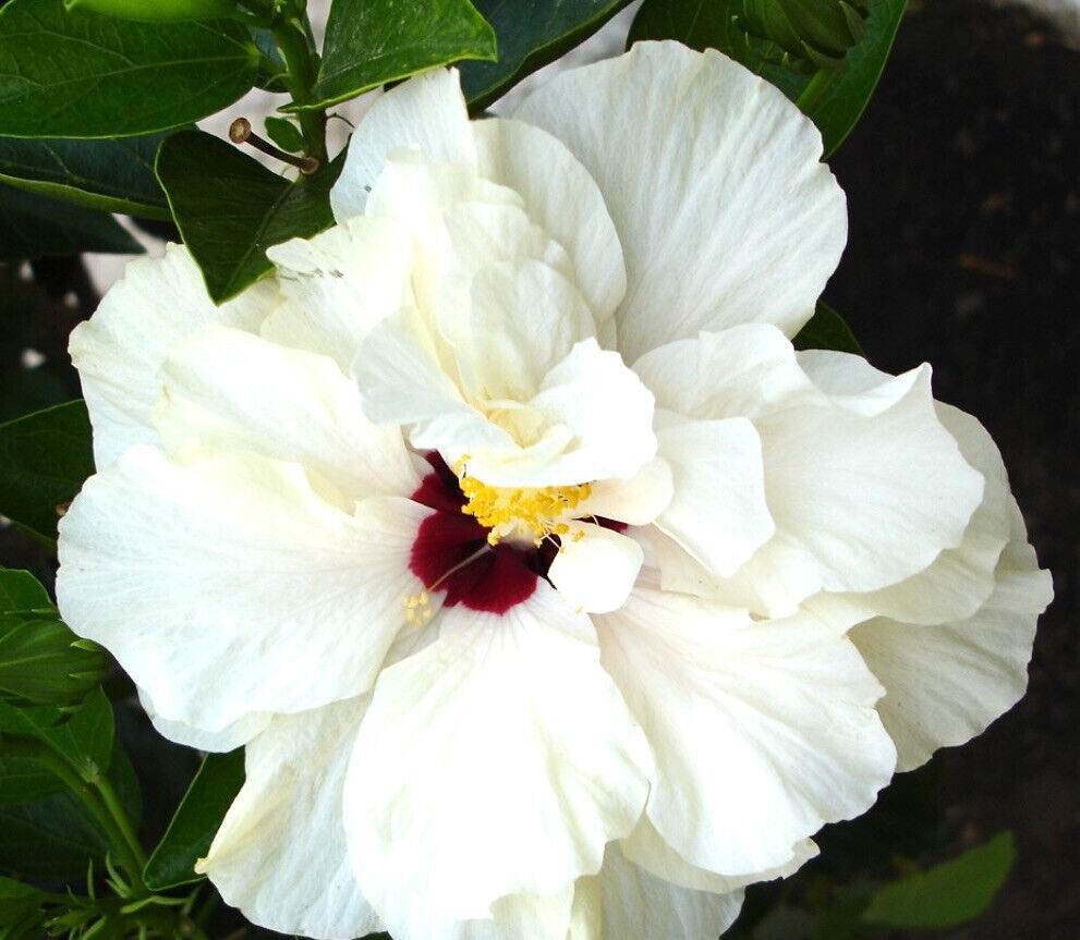 Hibiscus syriacus cv RED HEART 30-40cm –