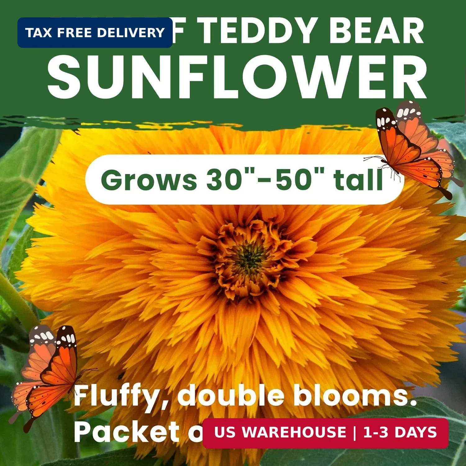 800+ Giant Teddy Bear Sunflower Seeds – Fluffy Double Yellow Petals – Extra Larg
