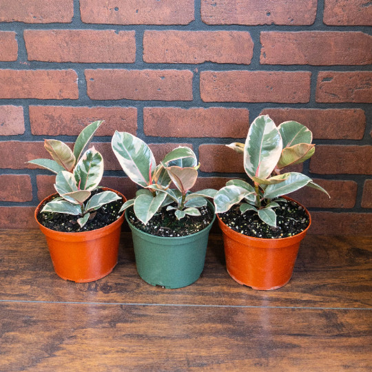 Rubber Plant Ficus elastica 6″ Pot | Burgundy Tree Tropical Live House plant
