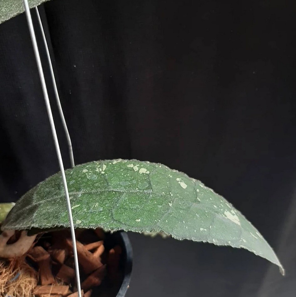 Hoya Clemensiorum Sp North Sumatra Real Pict Rare Tropical Outdor Indor Plant