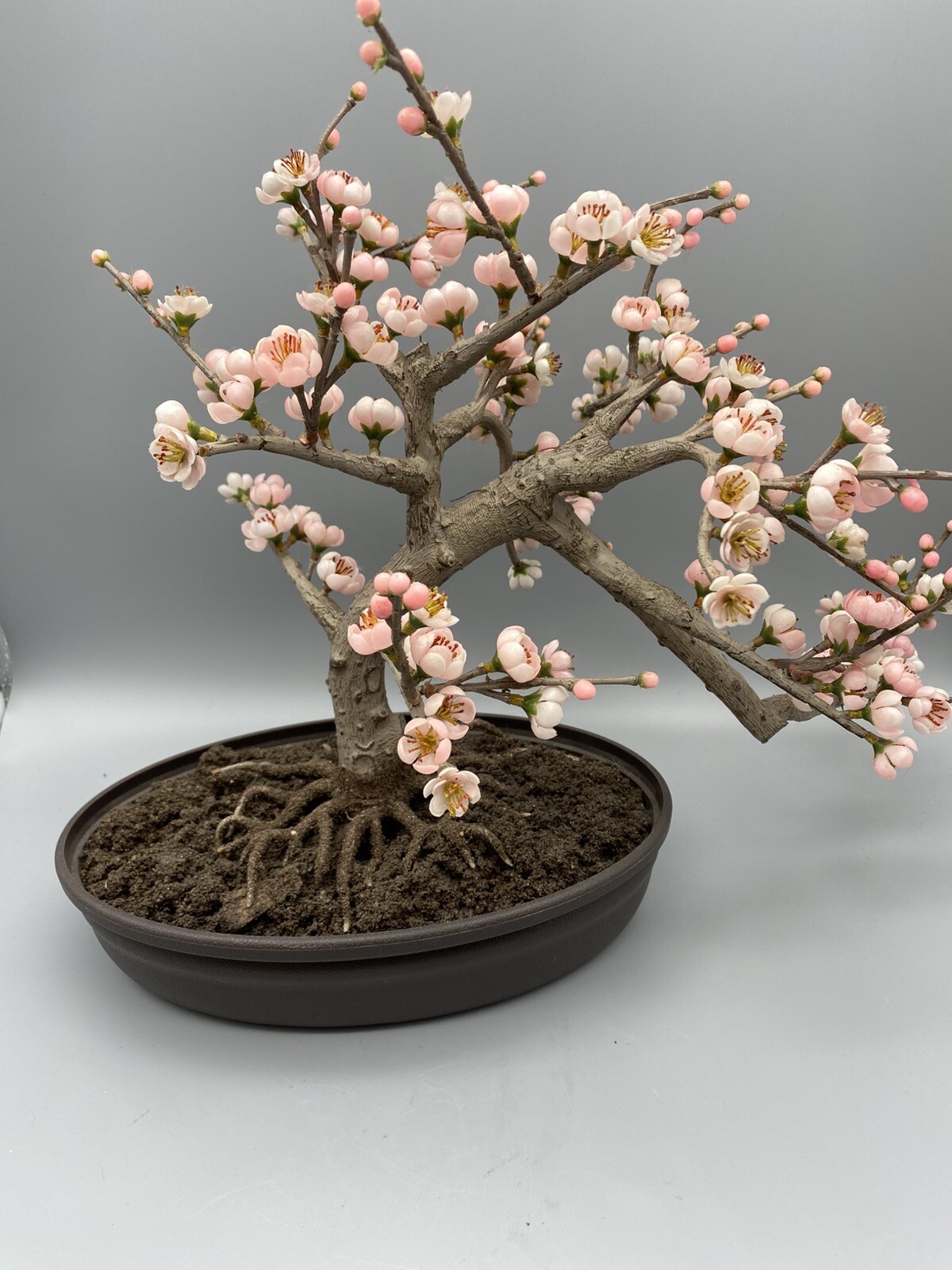 Nearly Natural Artificial Trees 15″ Cherry Blossom Plastic Pot Indoor Black/Pink