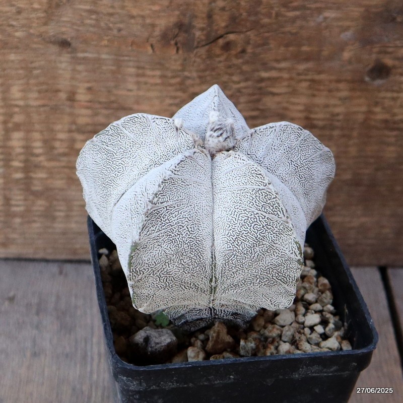 D4886 ASTROPHYTUM MYRIOSTIGMA ONZUKA “V” TYPE pot10-H10-W11 cm MaMa Cactus