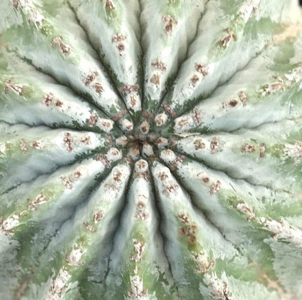 Euphorbia horrida cv ‘SNOWFLAKES’ WHITE GRAY – African milk barrel | Snowflakes