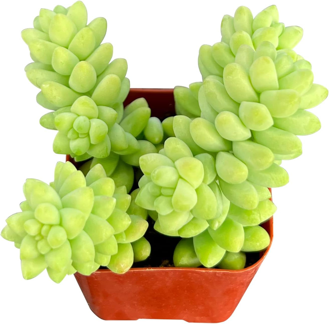 Live Aeonium Succulent Plants 2-4 Inch Fully Rooted in Pots with Soil Home Decor