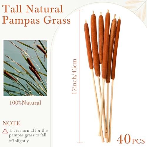 Pcs Large Natural Brown Cattails Flowers 17 Inch Real Dried Cattails Stems 40