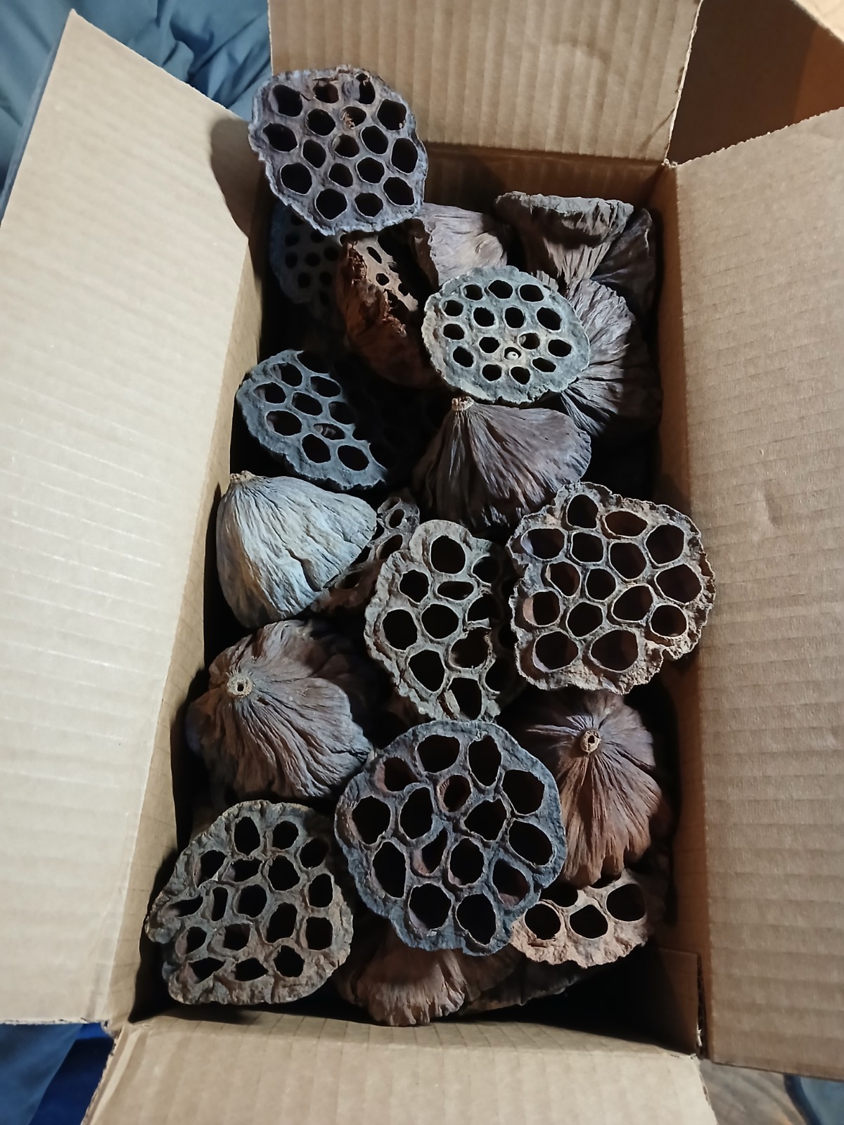 LOTUS PODS Dried Lot-of-15 2.5-3.5″ for Floral and Crafting Wreath projects