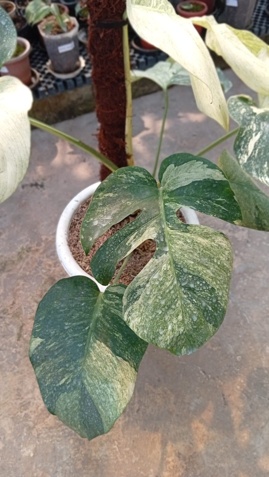 Real Pict Monstera White Mint Variegated 6 Leaves Rare Tropical Plant