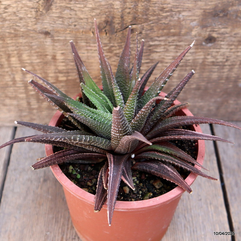 A6545 HAWORTHIA LIMIFOLIA VARIEGATED pot13-H11-W14 cm MaMa Cactus