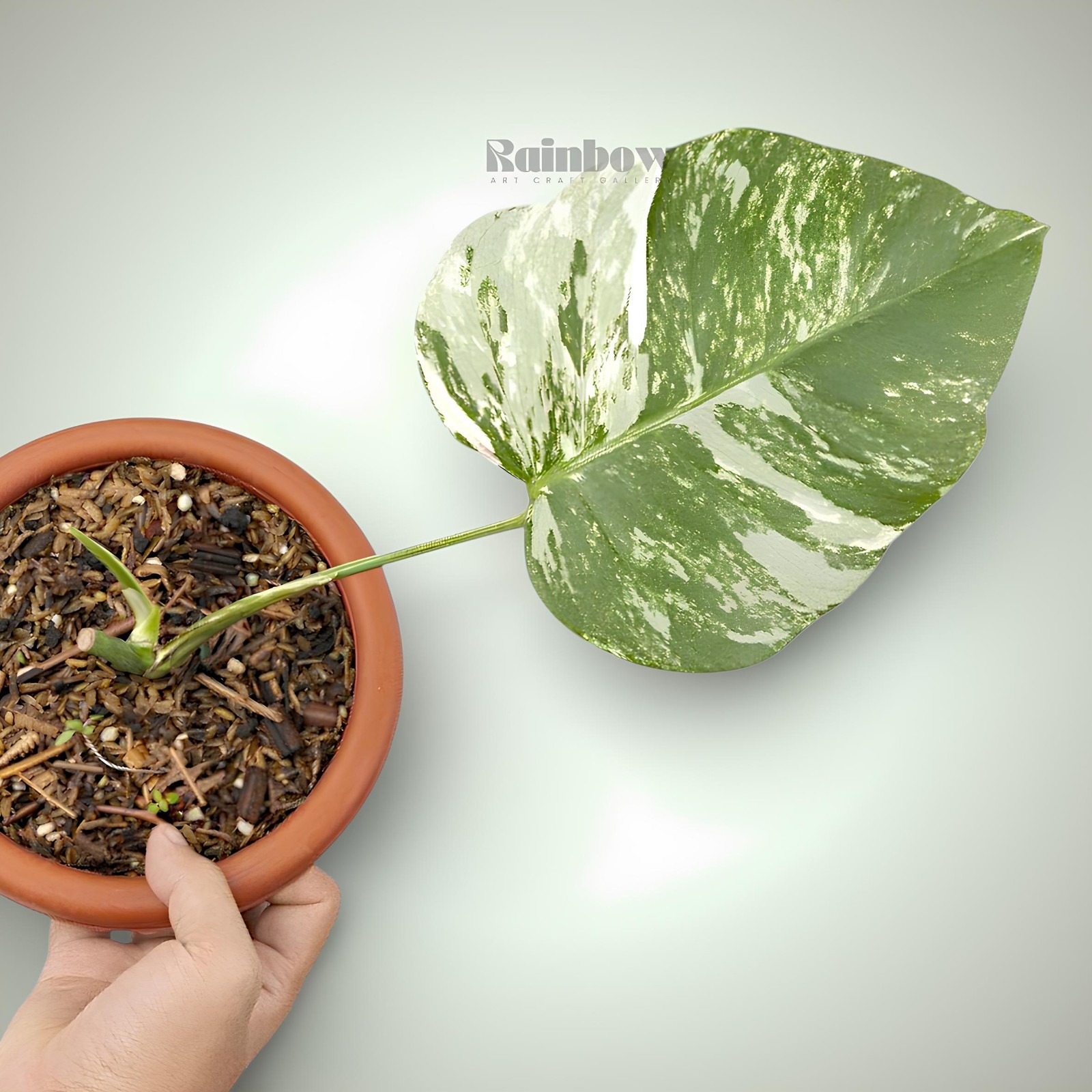Monstera Marble Cutting Ornamental Plant
