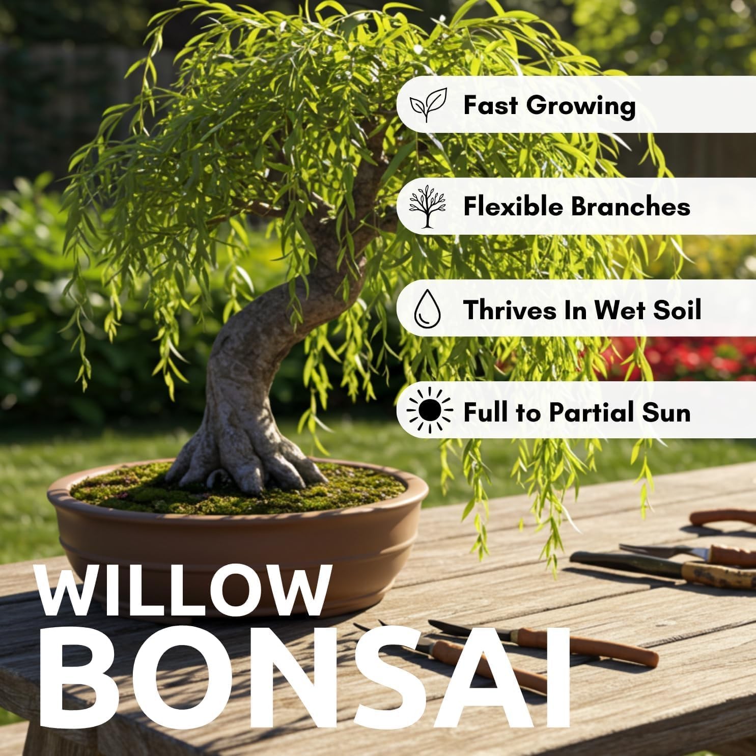 Eversong Weeping Willow Bonsai Tree Cutting to Grow – Thick Trunk Cutting – Grea