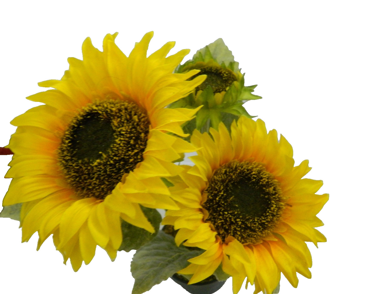 Faux Sunflowers in a pot