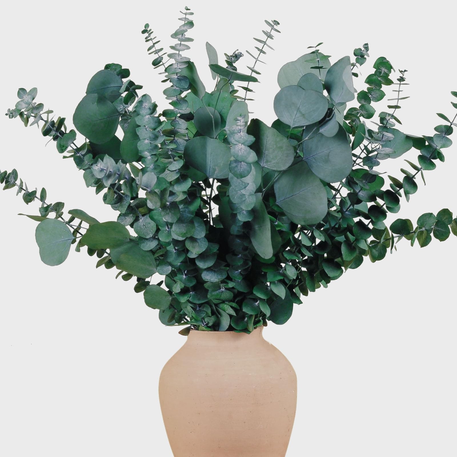 22 Pcs Large Dried Eucalyptus & Silver Dollar Leaves Bundle – Natural Real Fr…
