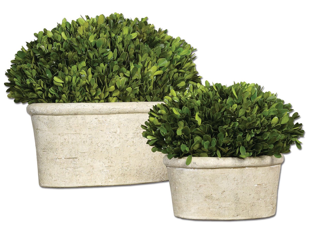 Uttermost 60107 Preserved Boxwood Natural Evergreen Foliage Botanicals