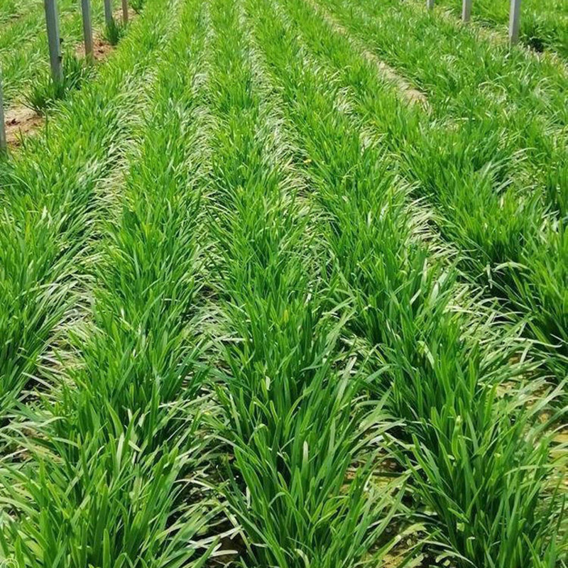 CHIVES GARLIC 400 Seeds Herb Culinary AUTUMN WINTER SPRING SUMMER Herbal Garden