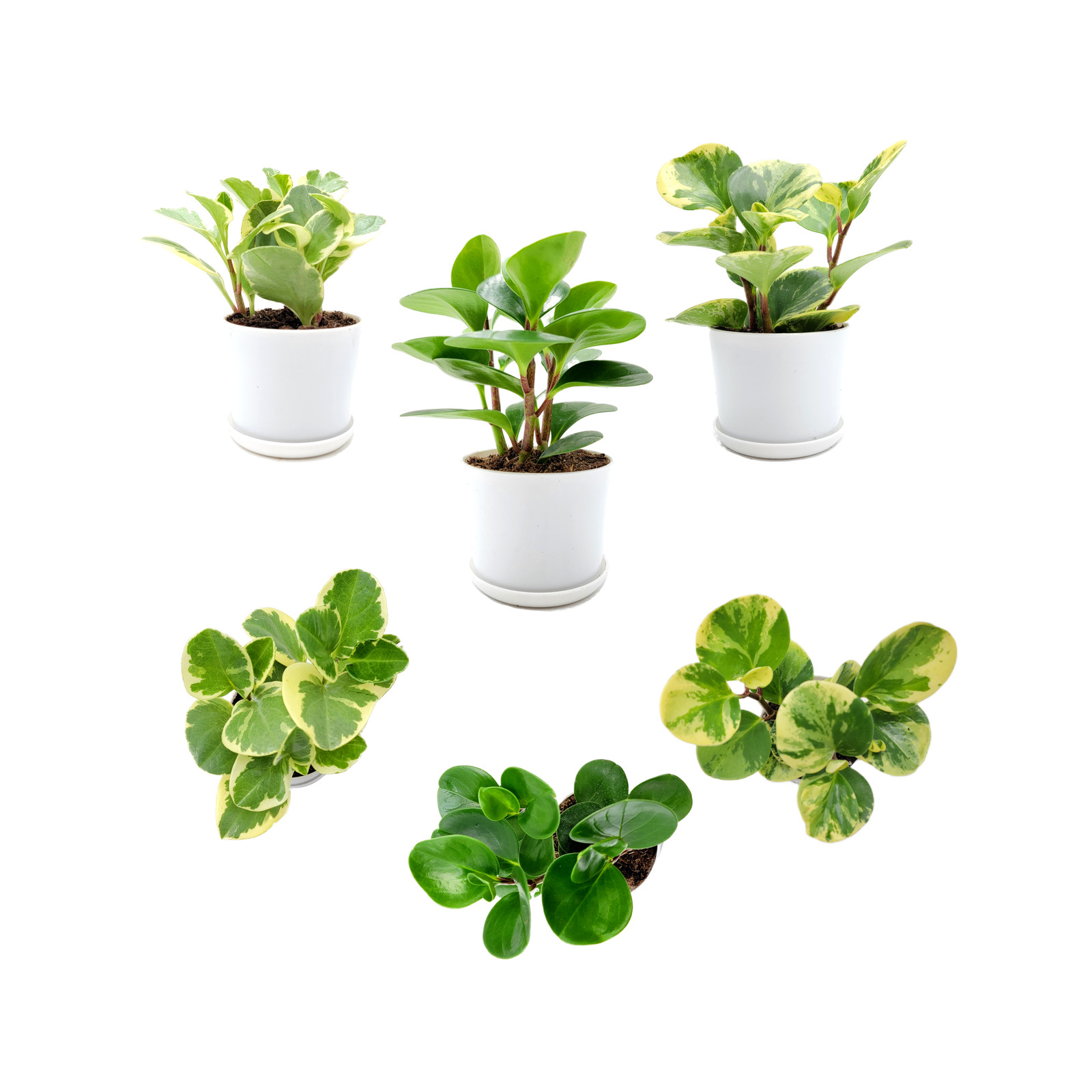 Three varieties of Peperomia obtusifolia, Baby Rubber Plant, Live Indoor Plant