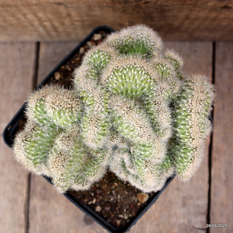 A8197 PACHYCEREUS PRINGLEI CRESTED pot 10 cm H 7 cm W 13 cm MaMa Cactus