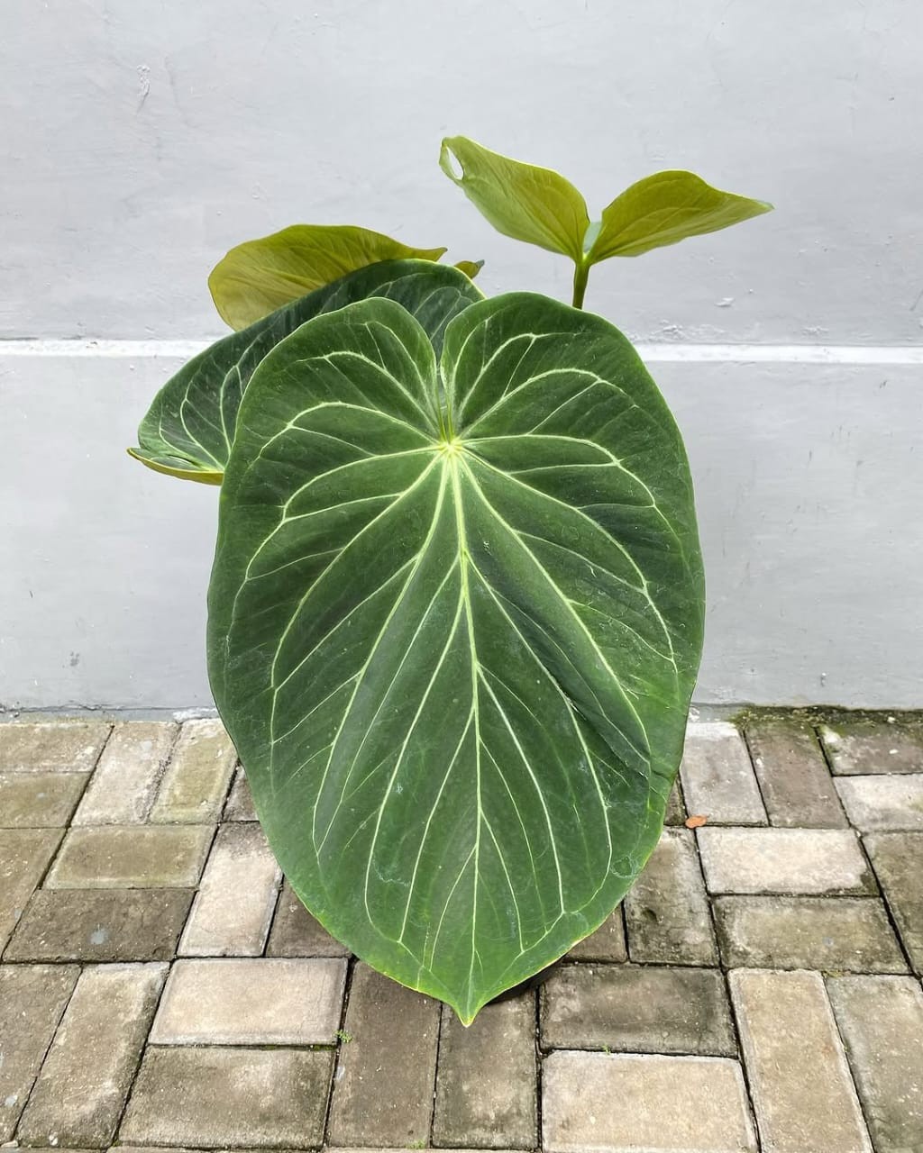 Anthurium King of Spades Butterfly Big Size Real Picture