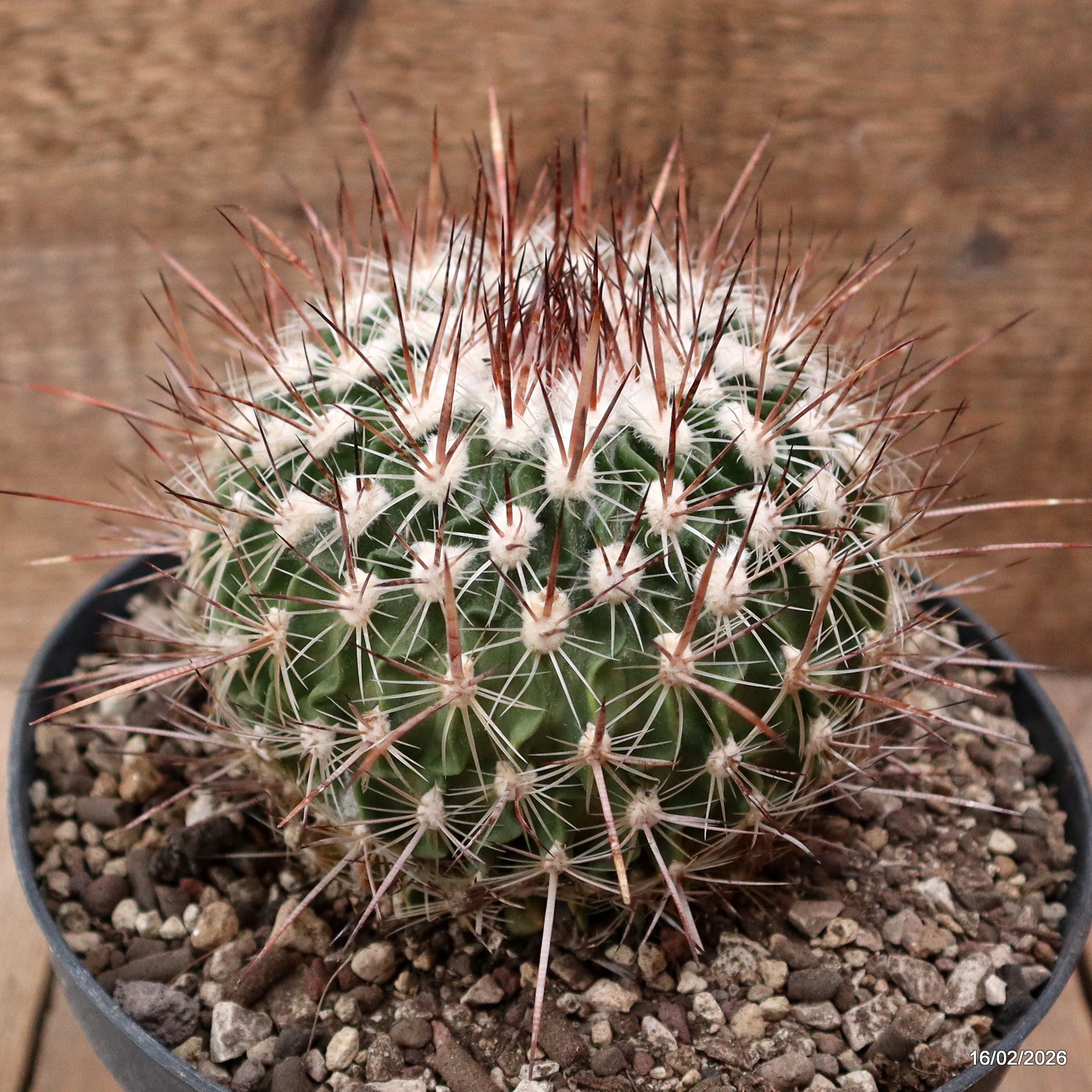 D7782 ECHINOFOSSULOCACTUS ZACATECASENSIS pot18-H10-W11,5 cm MaMa Cactus