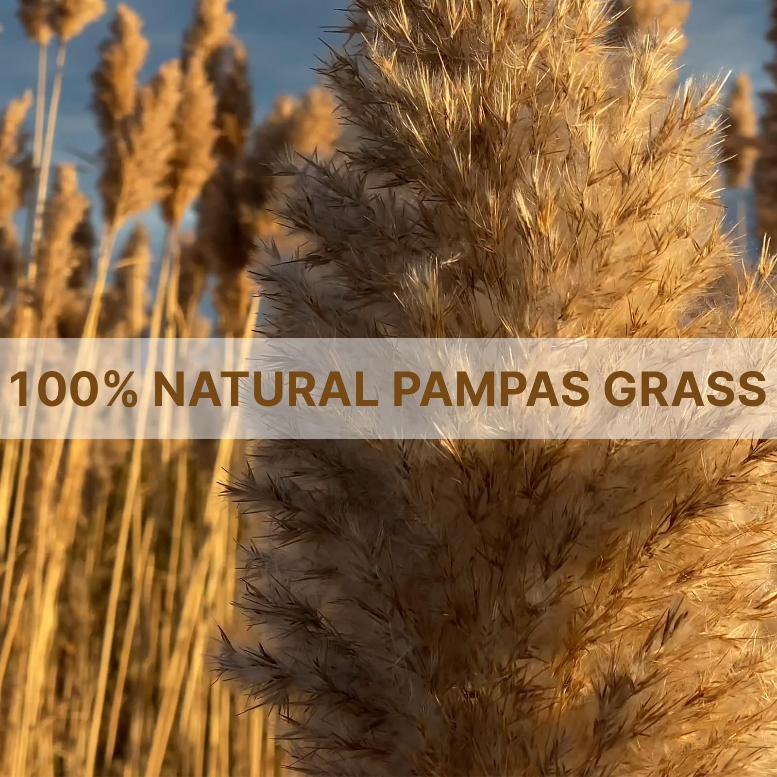 22pcs Pampas Grass Decor-Natural Dried Fluffy Brown Pompas Grass,Short Fluffy…