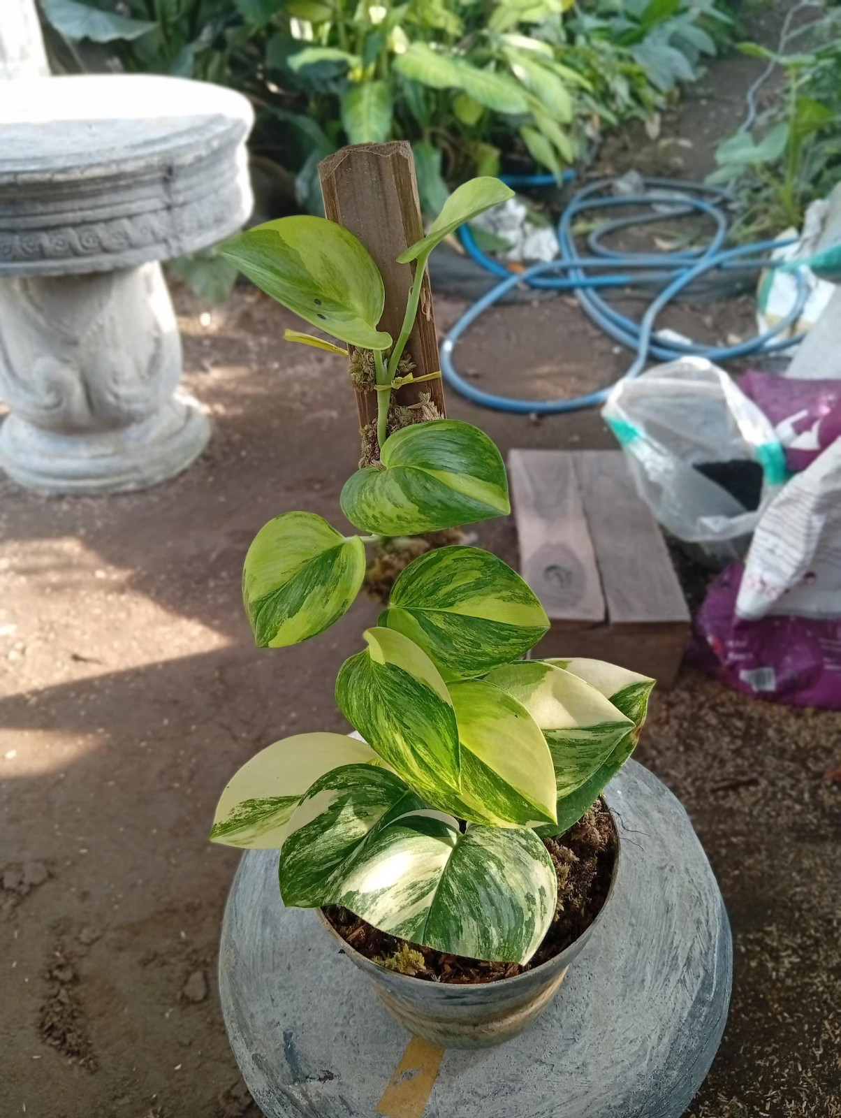 Real Picture Scindapsus Rubicon Variegated Lush Leaves Rare Plant