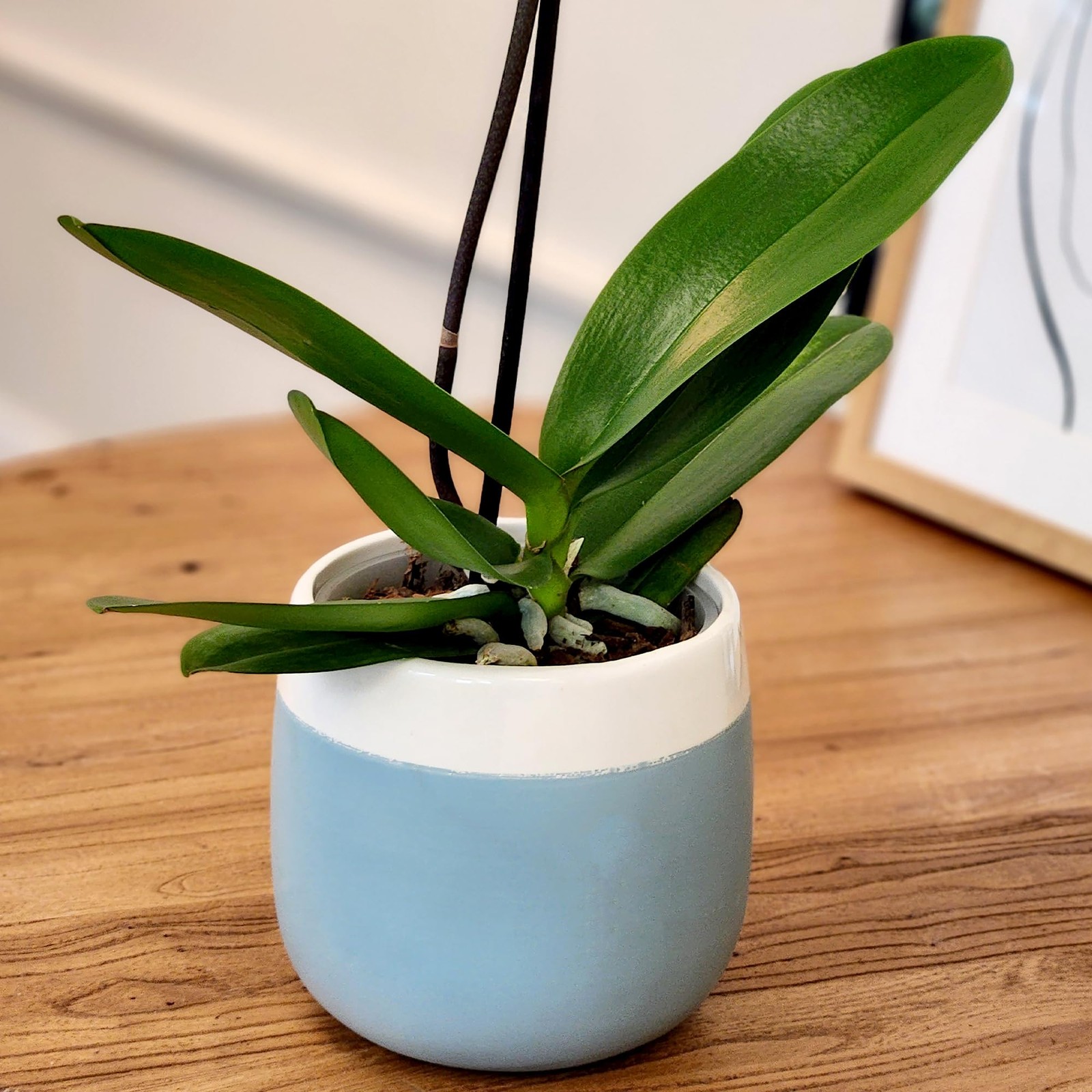 Premium Purple Live Orchid Plant Blooming in 3.5″ Blue & White Orchid Pot, Li…
