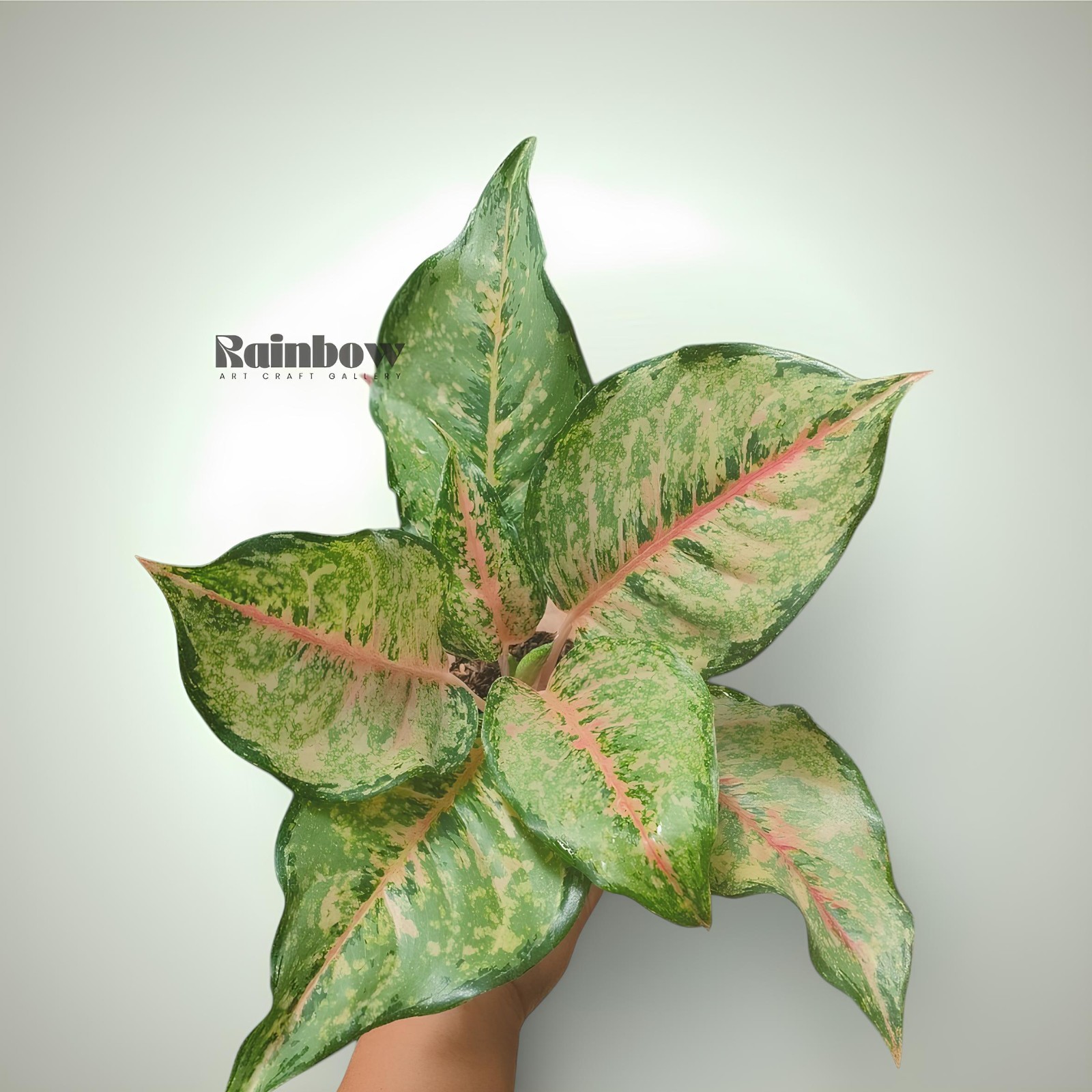 Aglaonema Horizon Beatiful Ornamental Plant