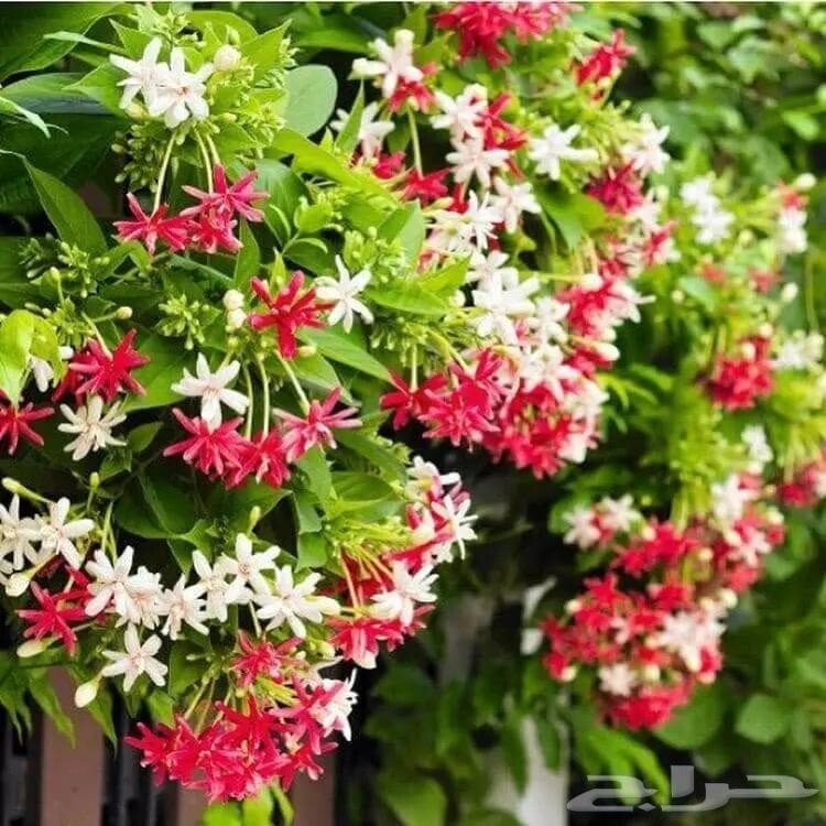 10Pcs. Mix set Rangoon Creeper Flowers Clay Artificial Thai Handmade Decorate