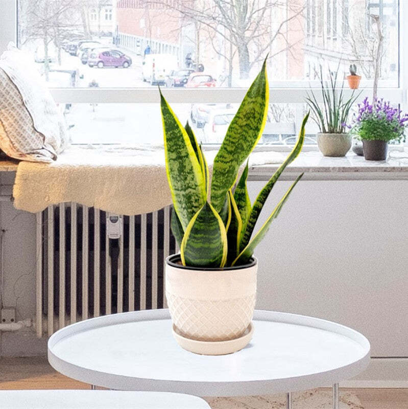 Snake Plant, Variety of Laurentii, Air Purifier, Low Maintenance, 4″ Décor Pot