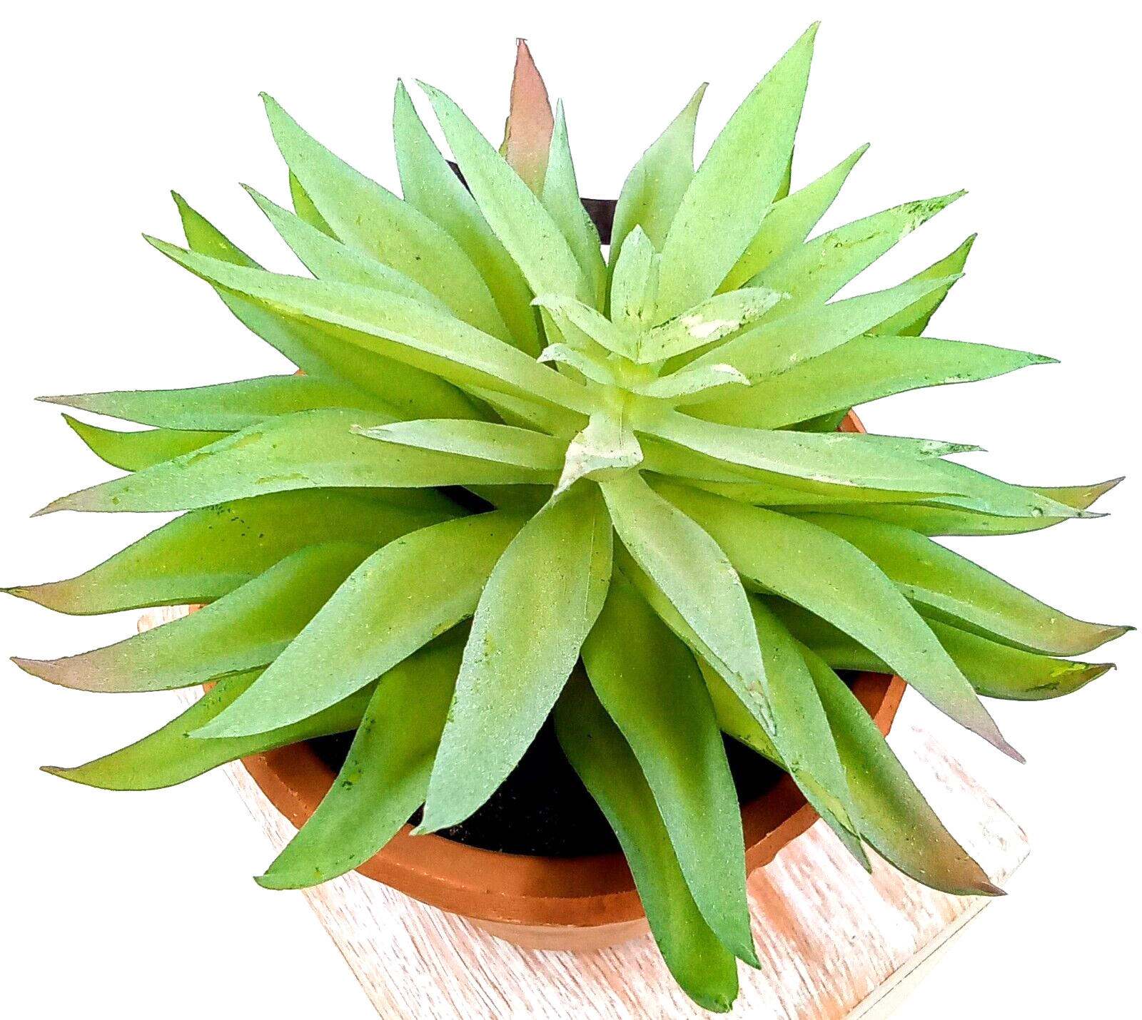Succulent Clay Pot Planter Artificial Faux Dirt Plastic Green Floral Indoor 6″