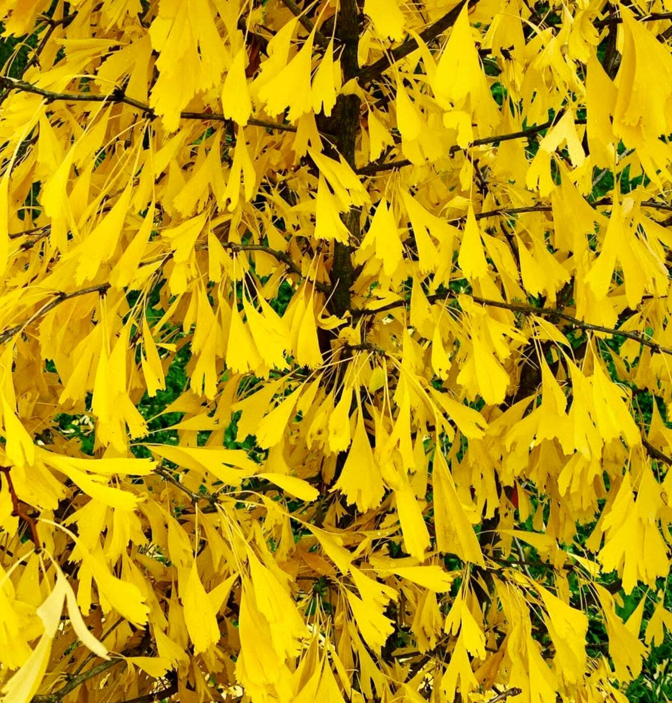 Ginkgo biloba cv ‘Saratoga’ – Saratoga ginkgo