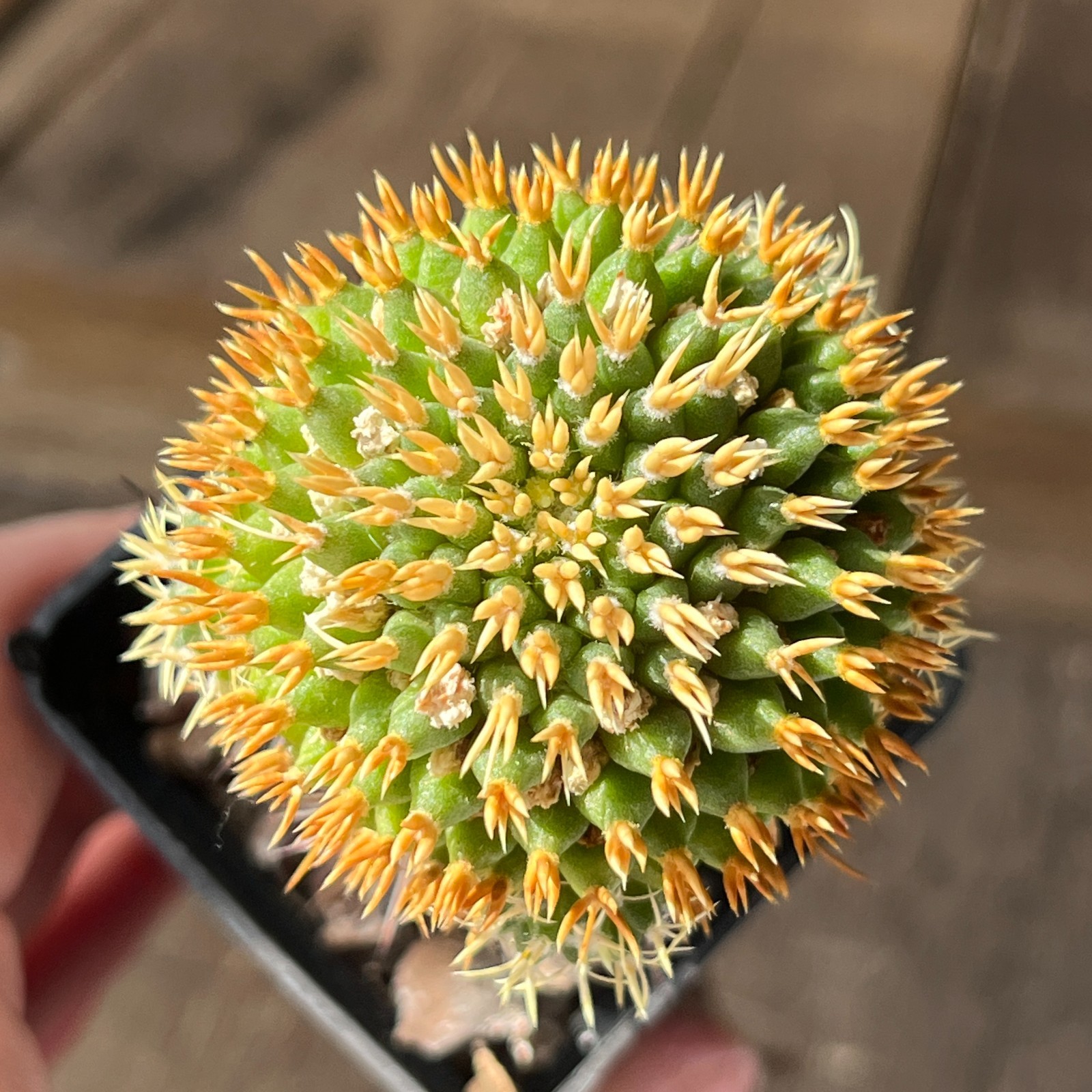 A2-51 Mammillaria comptotricha cv. “BRU”, grafted
