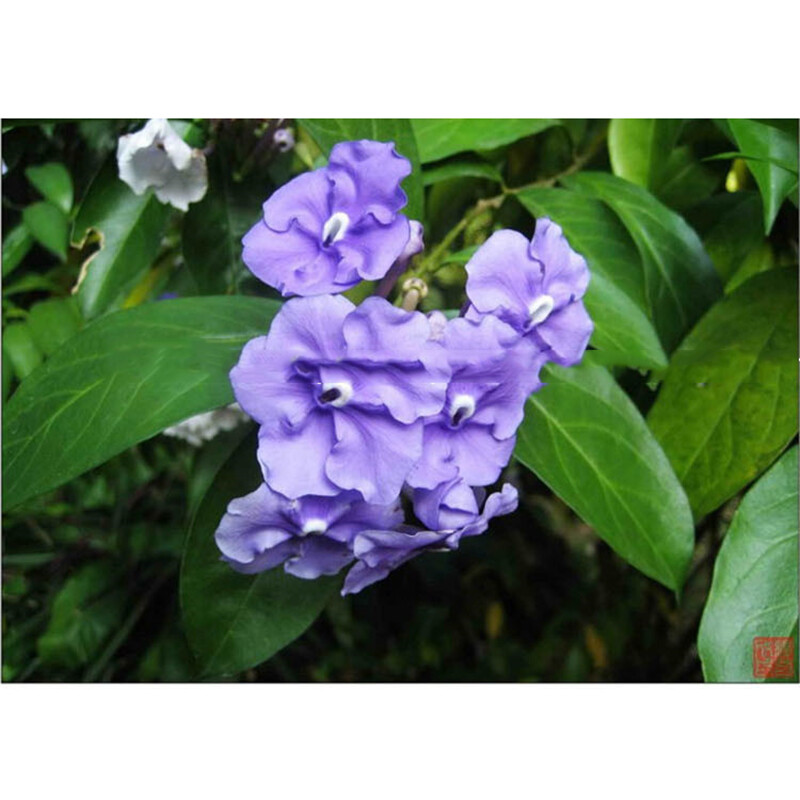 20 Jasmine seeds Fast Growing Non-GMO Fragrant Flower Garden Home