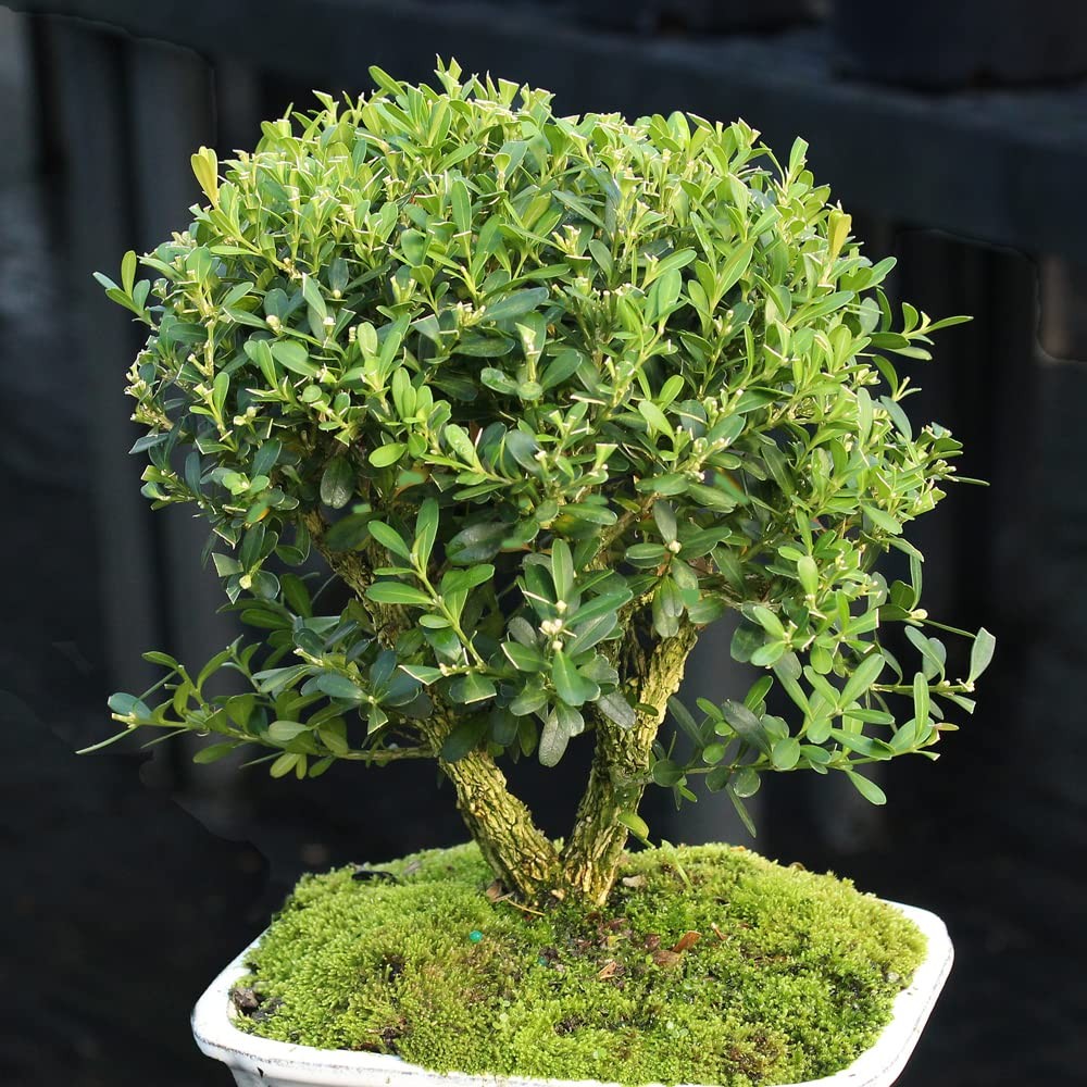 Brussel’s Live Harland Boxwood Outdoor Bonsai Tree – 4 Years Small, Green