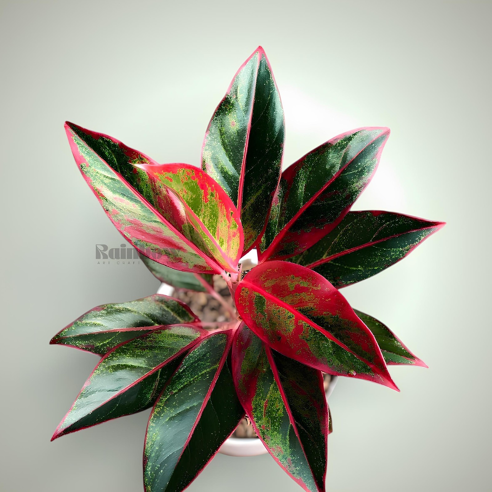 Aglaonema Red Lipstik Beatiful Ornamental Plant