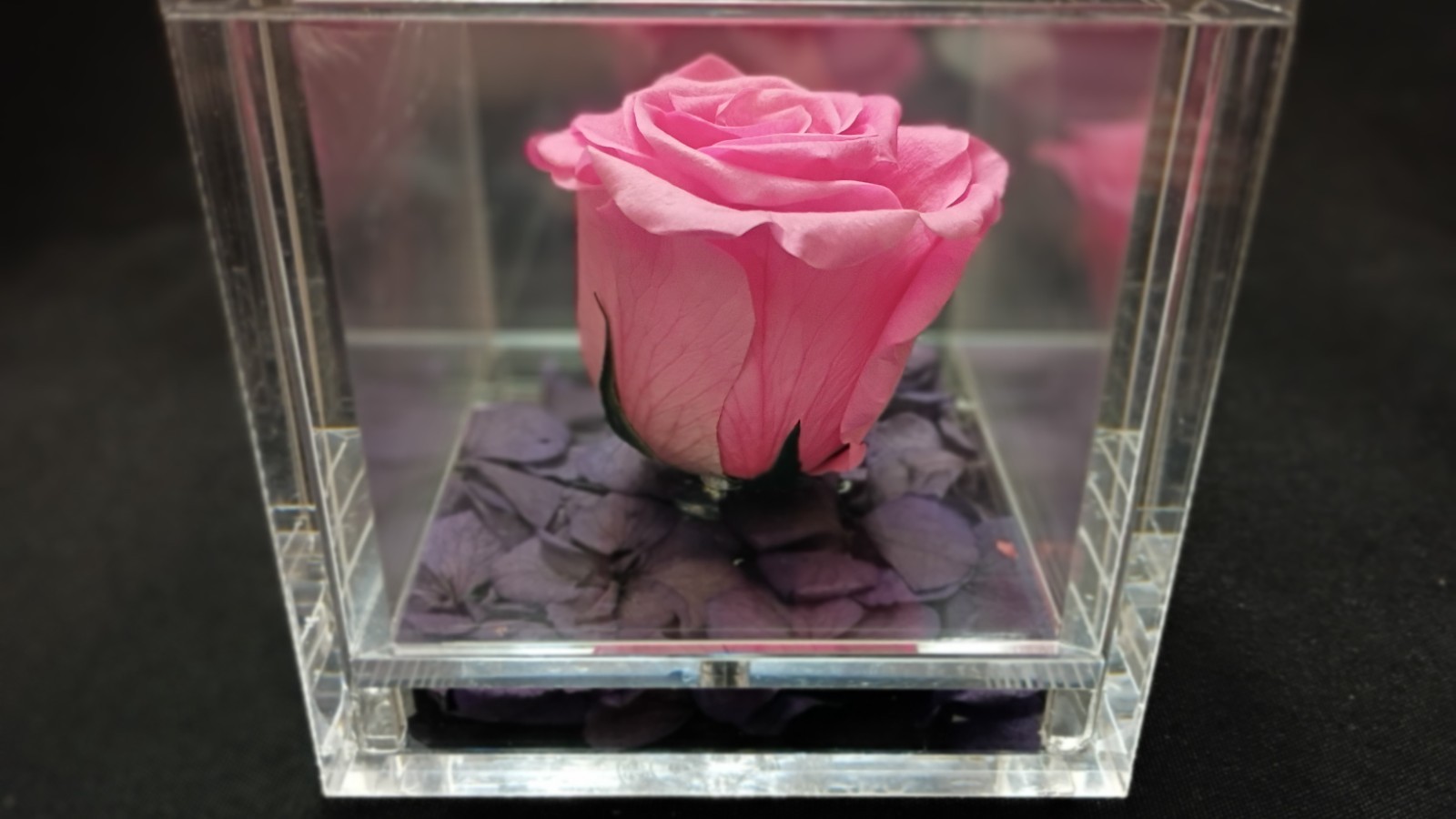 🌹Empress Flora 🌹Preserved Roses in 4″ x 4″ Acrylic Cases🌹Set of 2