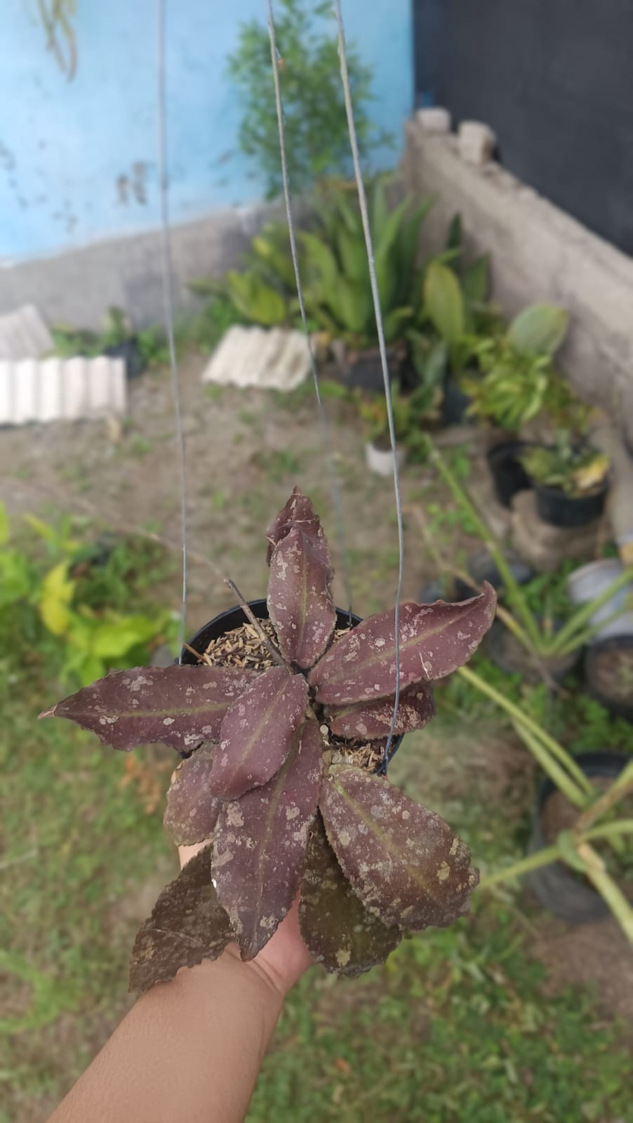 Real Picture Hoya Undulata Red Splash Wavy Leaves Sp Borneo