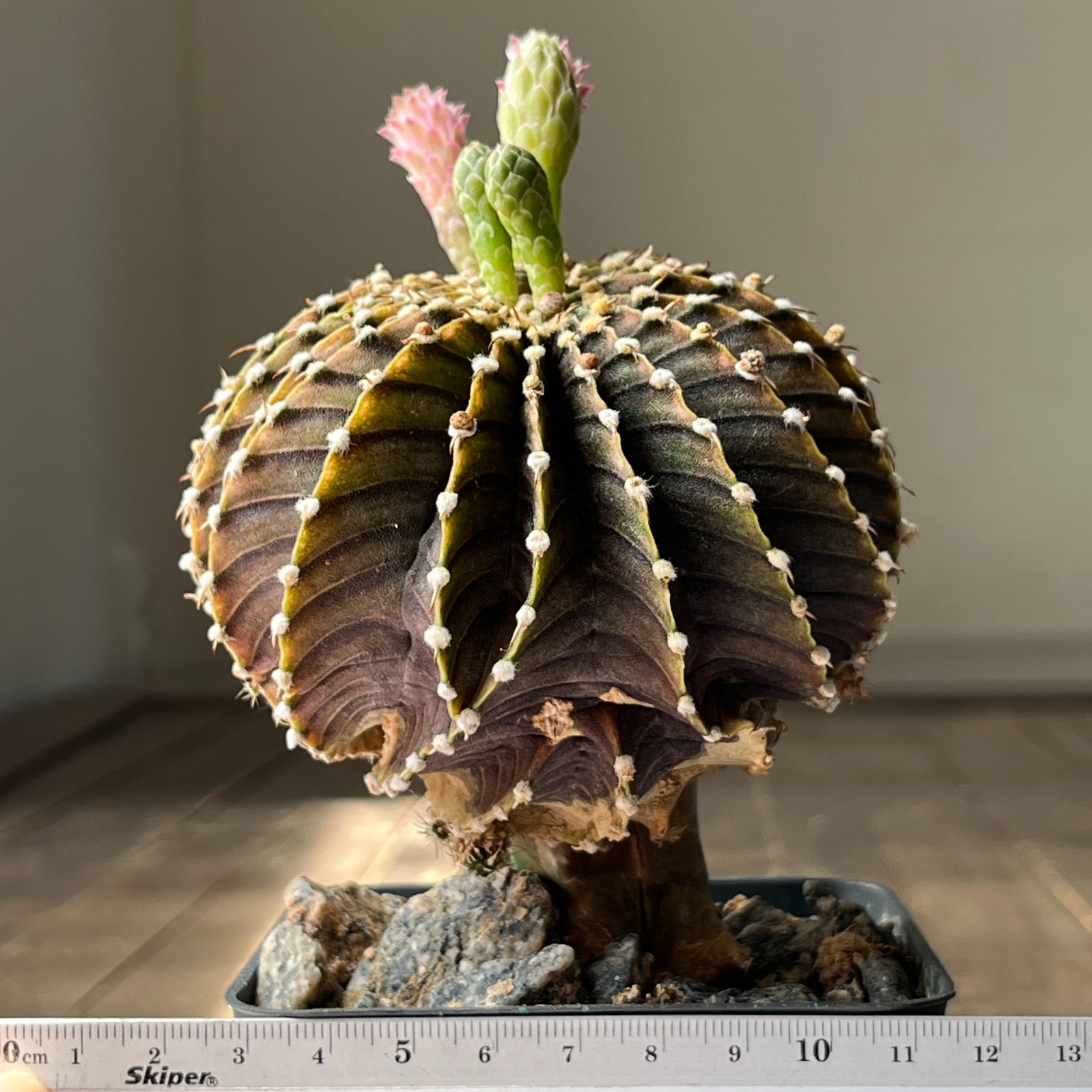 A4-2016 Gymnocalycium friedrichii LB2178, AGUA Dulce, cristata, grafted