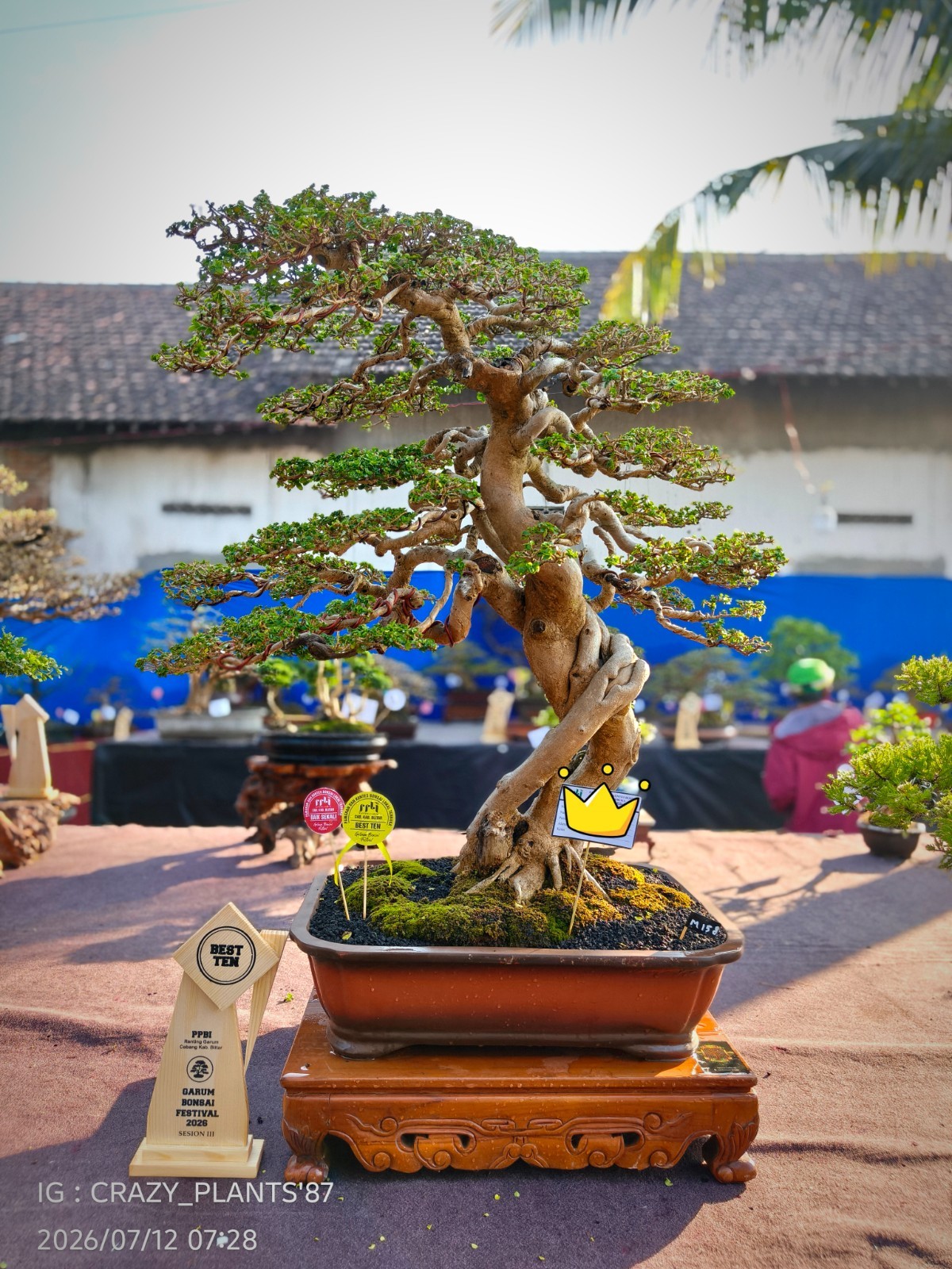 Premna Microphylla Bonsai Tree – Large – Extreme Trunk – Exhibition Tree ✅