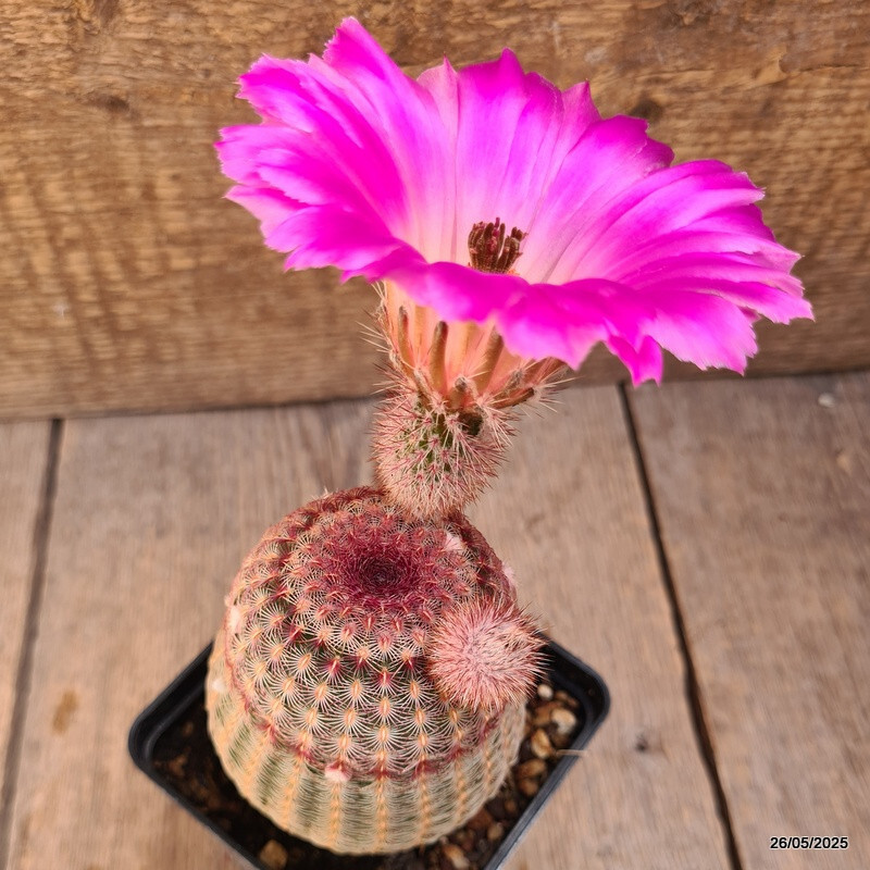 D4228 ECHINOCEREUS RIGIDISSIMUS RUBRISPINUS pot9-H11-W8 cm MaMa Cactus