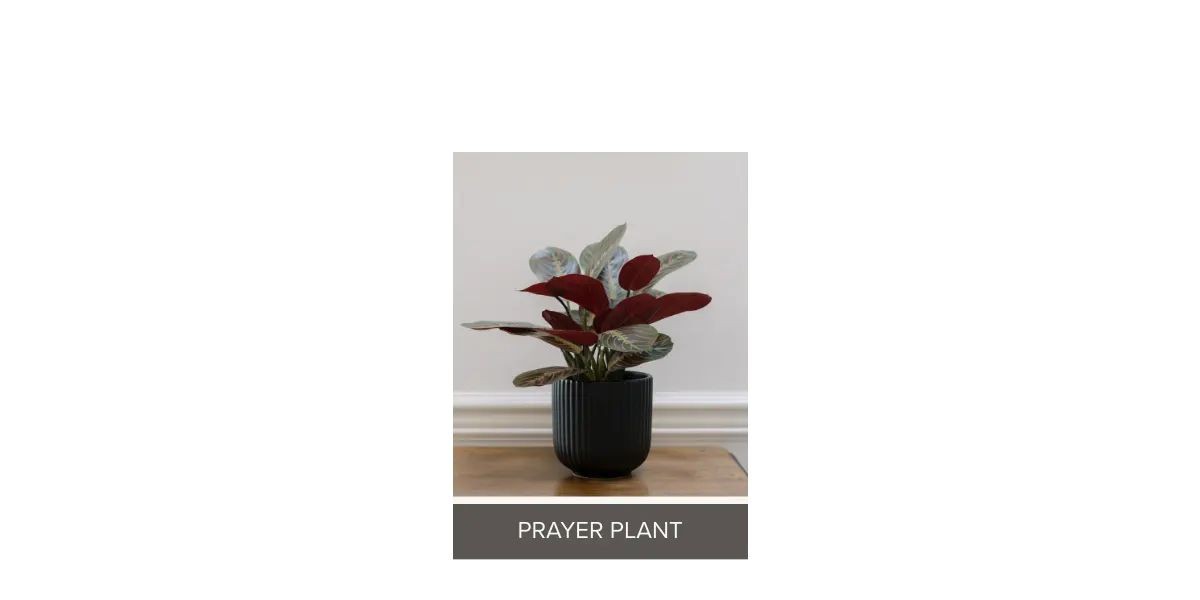 CGH Faux Decorative Plant 3Pk Planter Snake Fern Prayer Plant Zero Maintenance