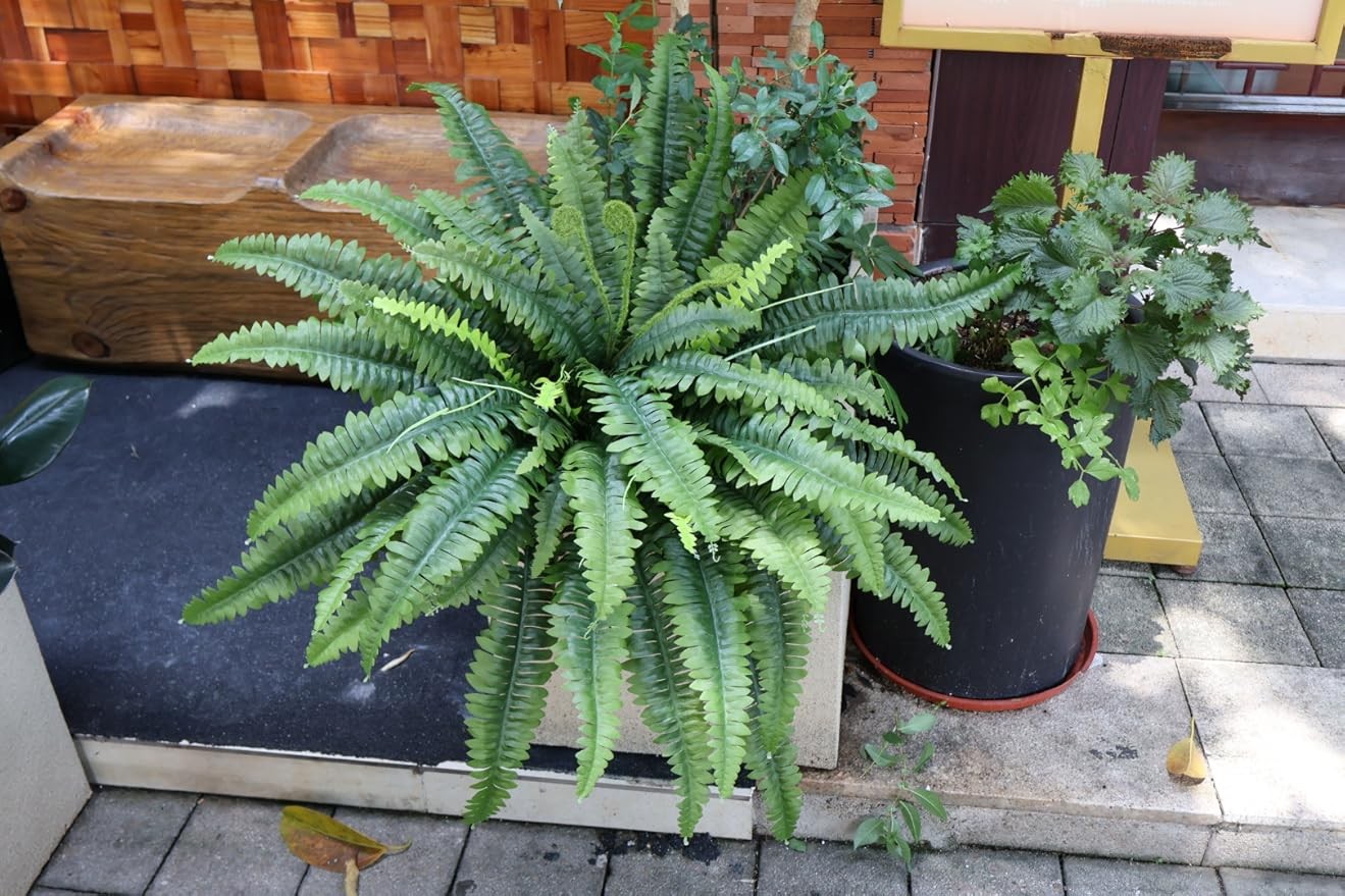 Large fern plants, suitable for outdoor and indoor use, 2 packs of 45-in