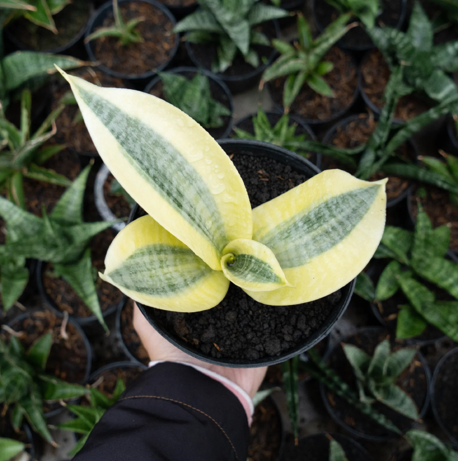 Sansevieria White Golden Hahii High Quality Rare Uniqe Snake Plant