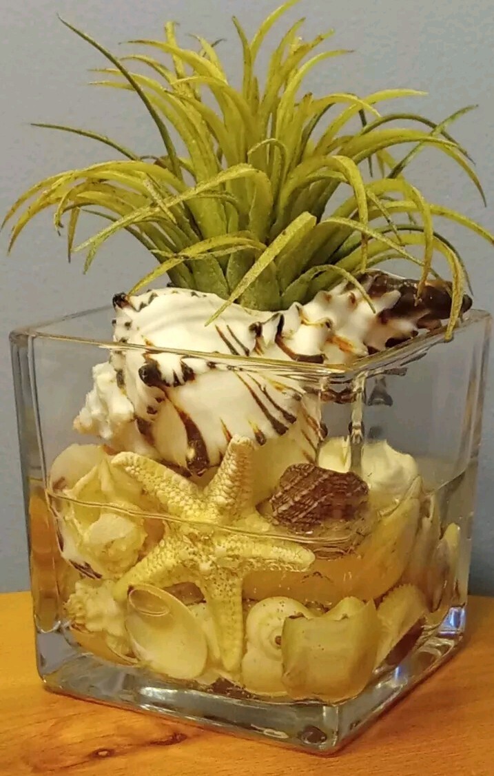 Air Plant Decorative Faux Tilandsia In Murex Shell Glass Container Arrangement