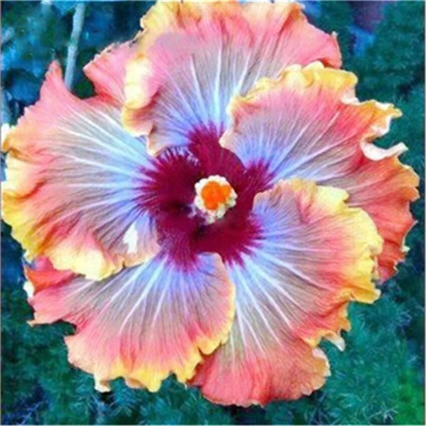 100 Red Hibiscus seeds Hibiscus Rosa-sinensis Garden Flowers seeds