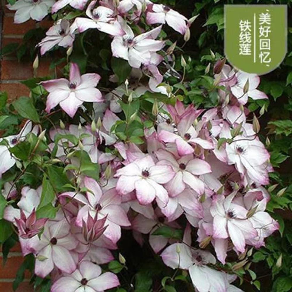(10) CLEMATIS SEEDS rare exotic climber flower vine garden USA SELLER W/TRACK