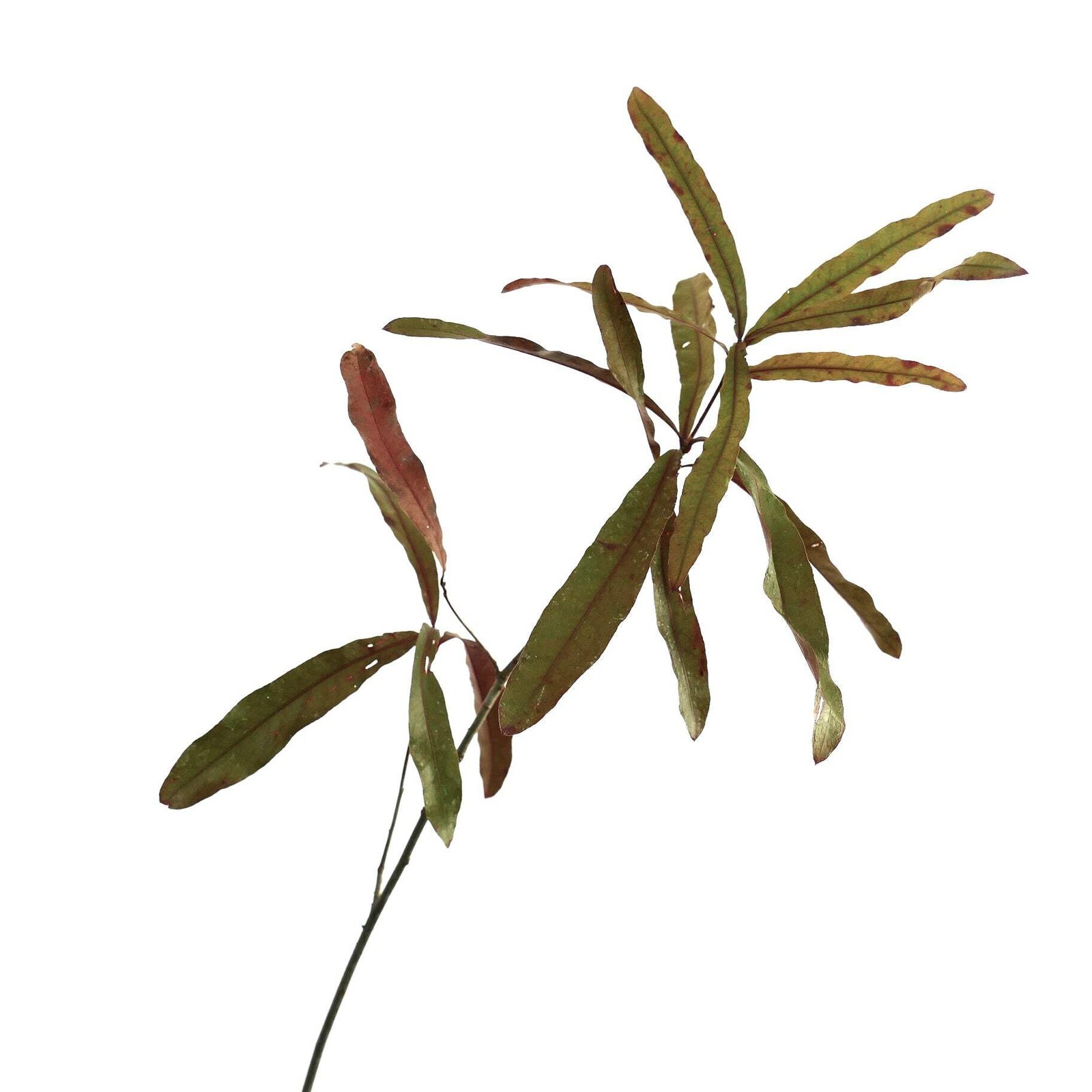Quercus phellos – Willow Oak |.Rare Tree