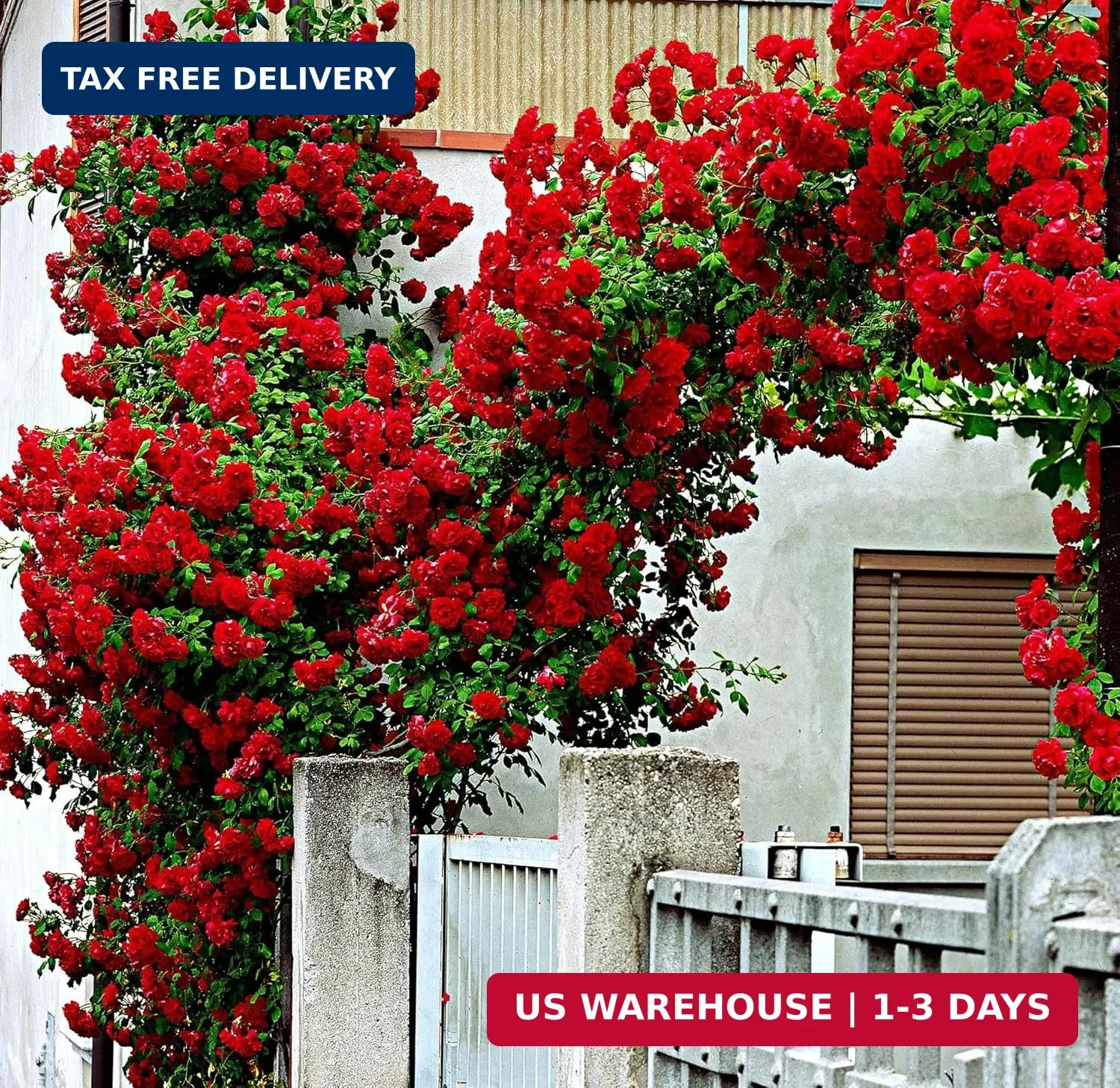 100+ Red Climbing Rose Seeds Ornamental Rosa Bush Vine Climber Long-Blooming