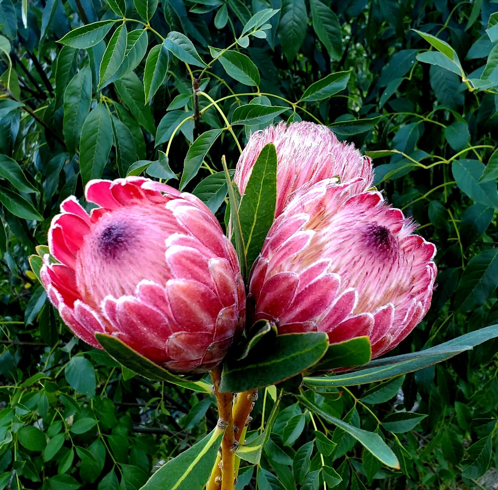 fresh cut flowers Home Decor