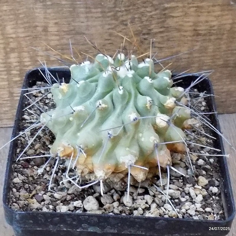 D5468 THELOCACTUS RINCONENSIS pot12-H8-W9 cm MaMa Cactus